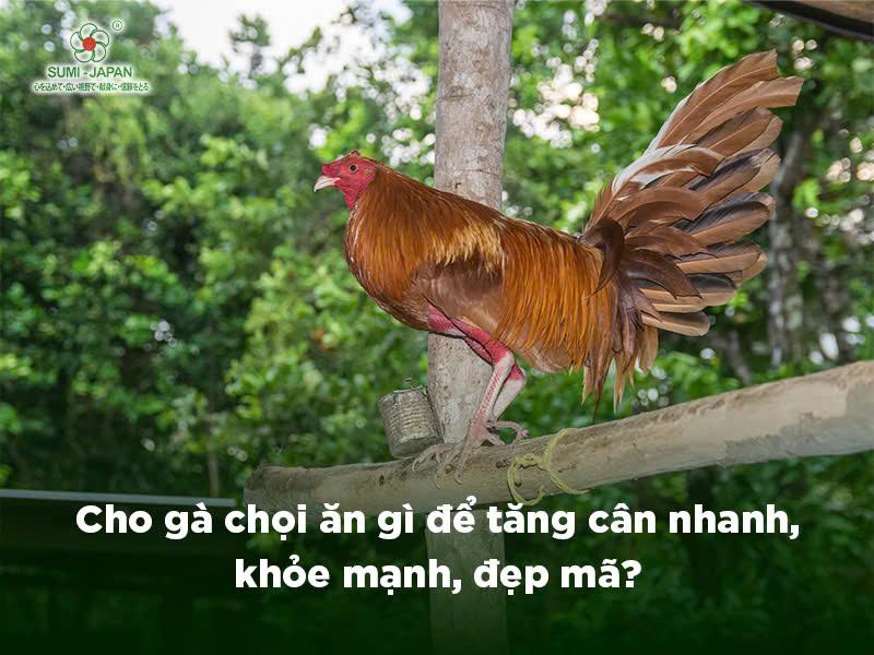 Thức ăn cho gà cân bằng dinh dưỡng giúp gà khỏe mạnh